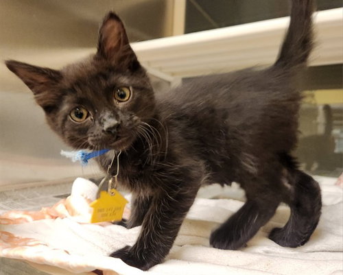 COAL, Baby Domestic Medium Hair (medium coat), cat for adoption in Chesterfield, Missouri