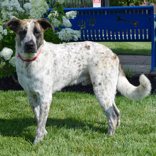 COLBY, an adoptable Great Pyrenees in Maryland, MO