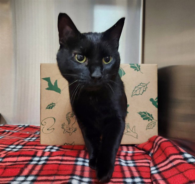 ELVIRA