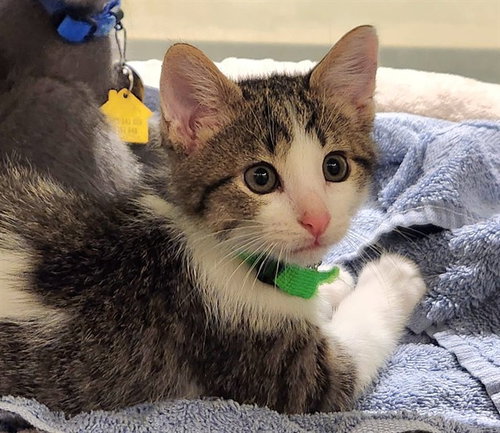 CARDINAL - Domestic Short Hair available for adoption