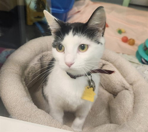PEANUT, Adult Domestic Short Hair (medium coat), cat for adoption in Maryland Heights, Missouri