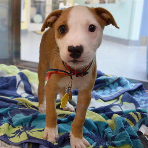 BLAIR, an adoptable Pointer in Maryland, MO
