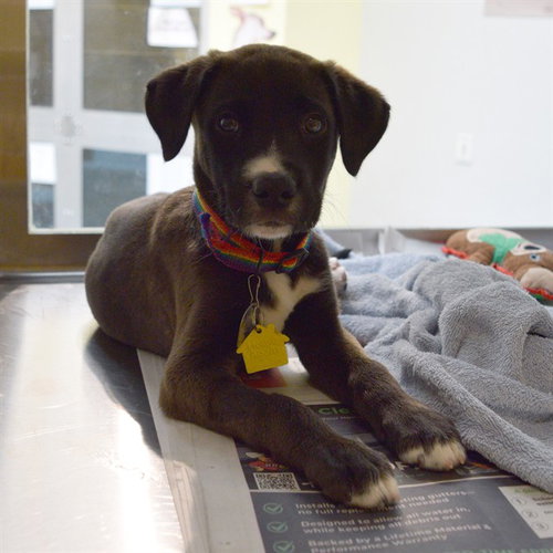 BRYNN, an adoptable Pointer in Maryland, MO