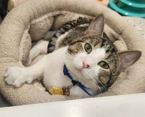 REGGIE, Adult Domestic Short Hair (medium coat), cat for adoption in Maryland Heights, Missouri