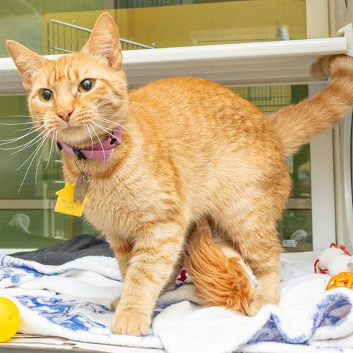 ZARA, Young Domestic Short Hair (medium coat), cat for adoption in O'Fallon, Missouri