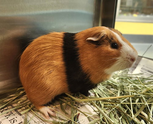 PUA