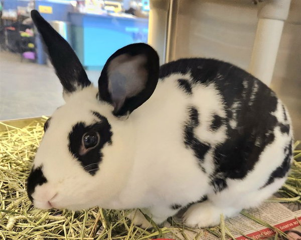 OREO