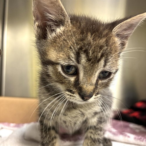 MOE, Baby Domestic Short Hair (medium coat), cat for adoption in Maryland Heights, Missouri