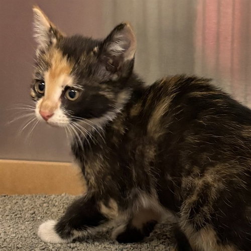 GINGER, Baby Domestic Short Hair (medium coat), cat for adoption in Maryland Heights, Missouri
