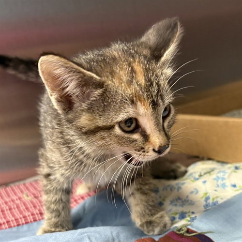 LEOPARD, Baby Domestic Short Hair (medium coat), cat for adoption in Maryland Heights, Missouri