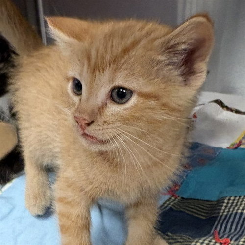 FLAME, Baby Domestic Short Hair (medium coat), cat for adoption in Maryland Heights, Missouri