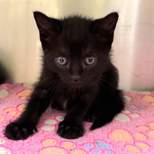 DUSK, Baby Domestic Short Hair (medium coat), cat for adoption in O'Fallon, Missouri