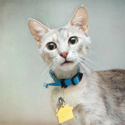MAY, Young Domestic Short Hair (medium coat), cat for adoption in O'Fallon, Missouri