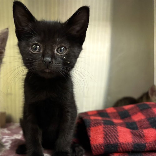 MEENY, Baby Domestic Short Hair (medium coat), cat for adoption in O'Fallon, Missouri