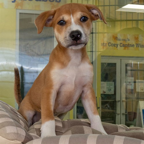 DUKE, an adoptable Labrador Retriever in Maryland, MO