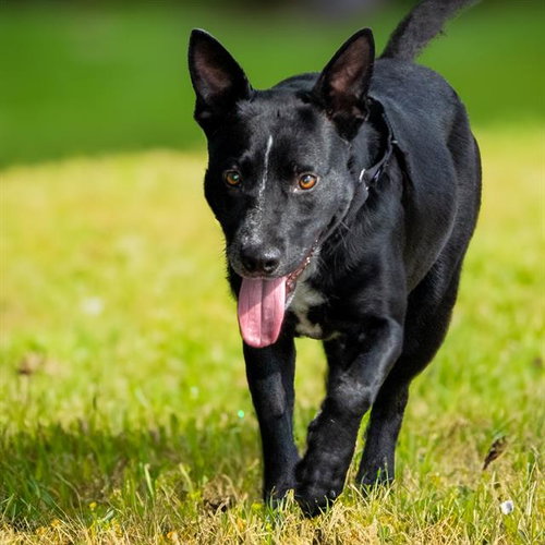 RILEY, an adoptable Australian Cattle Dog in Maryland, MO