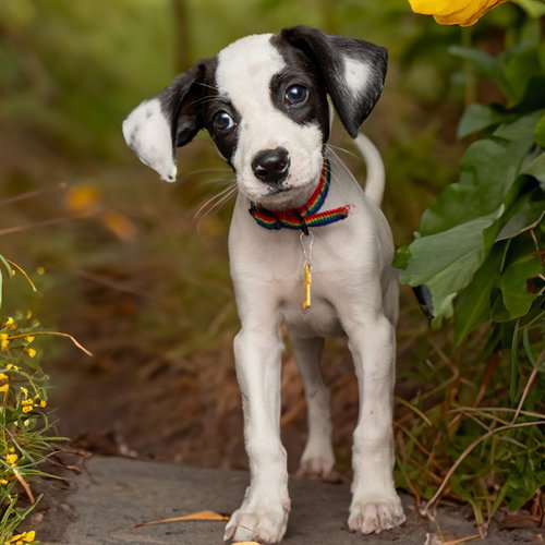 HEATHER, an adoptable Pointer in Maryland, MO