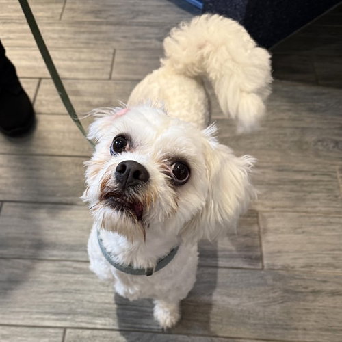 DILLARD, an adoptable Shih Tzu in Maryland, MO