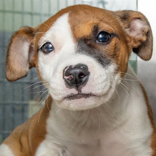 BRIELLE, an adoptable Pointer in Maryland, MO