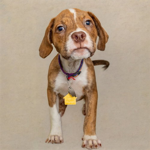Reeses Pup