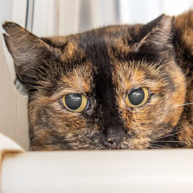 Penelope - Domestic Short Hair