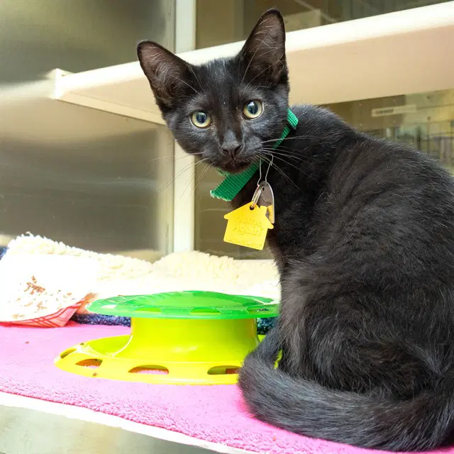 Bumblebee - Domestic Short Hair