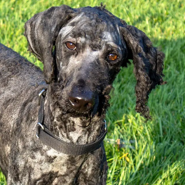 Shadow - Poodle (Standard)