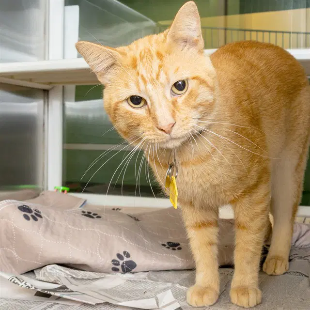 Scrappy - Domestic Short Hair