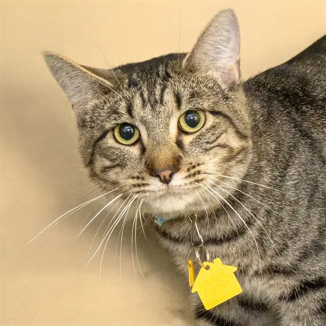 Tom Tom - Domestic Short Hair