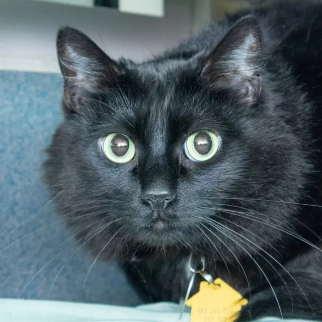 Brioche - Domestic Medium Hair