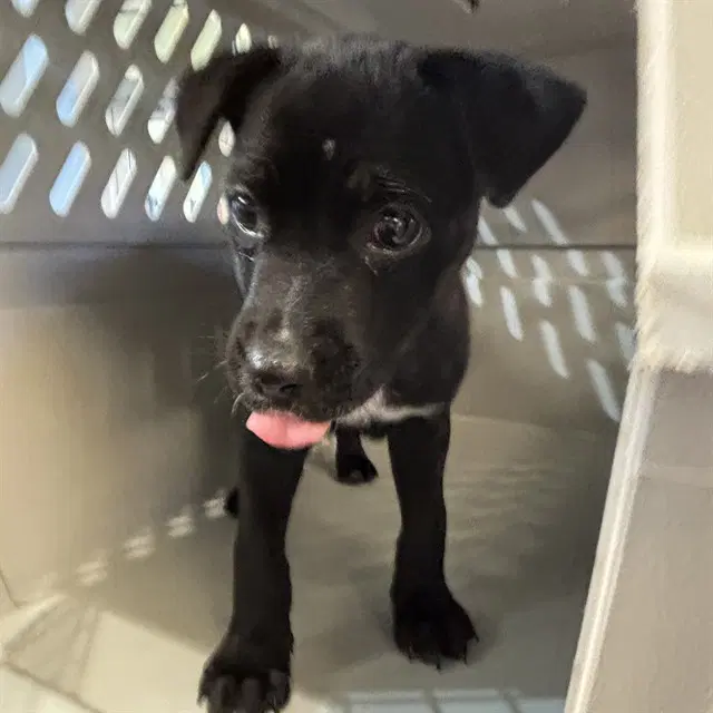 Cheezbooger - Labrador Retriever