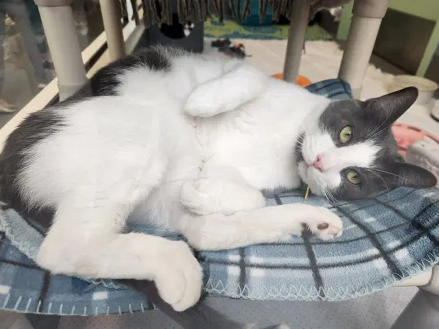 Bear - Domestic Short Hair
