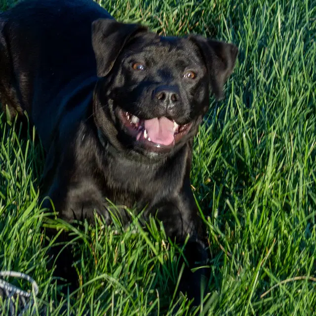Harley - Labrador Retriever