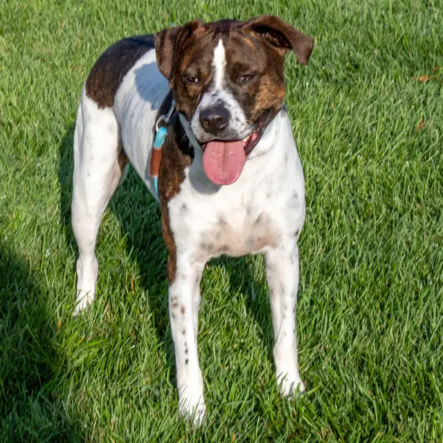 Stella Blue - Plott Hound