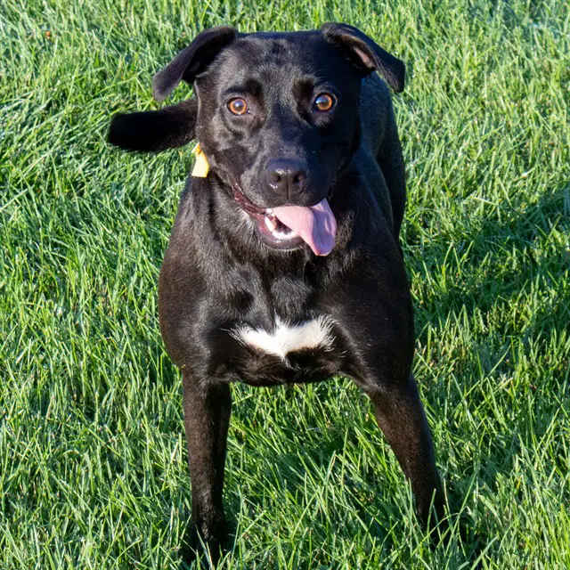 Moxxi - Labrador Retriever