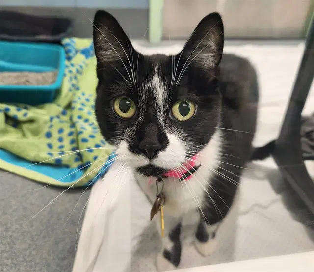 Missy - Domestic Short Hair