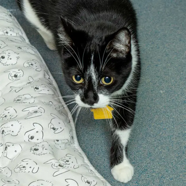 Missy - Domestic Short Hair