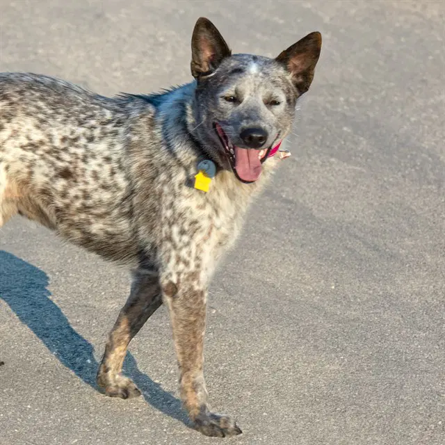 Circe - Queensland Heeler