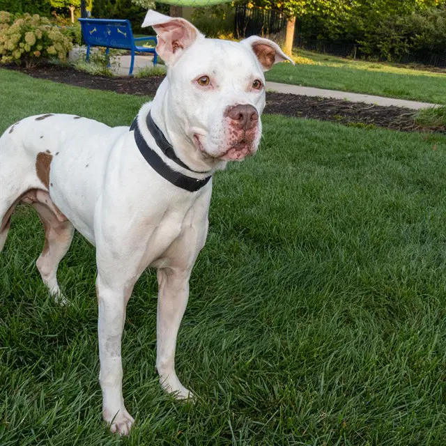 Arthur - Staffordshire Bull Terrier