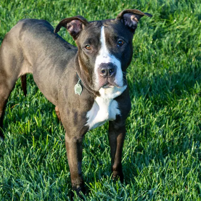 Bonnie - Pit Bull Terrier