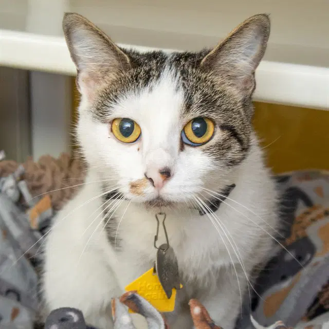 Tabby - Domestic Short Hair