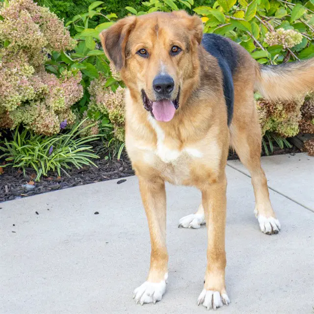 Raphael - German Shepherd Dog