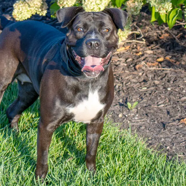 Oreo - Pit Bull Terrier