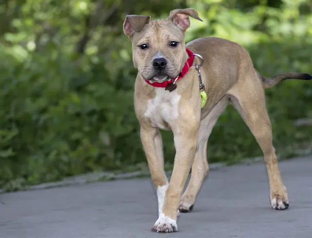 Ruby - Pit Bull Terrier