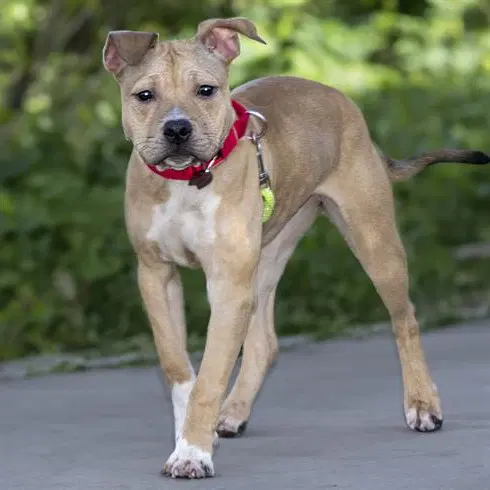 Ruby - Pit Bull Terrier