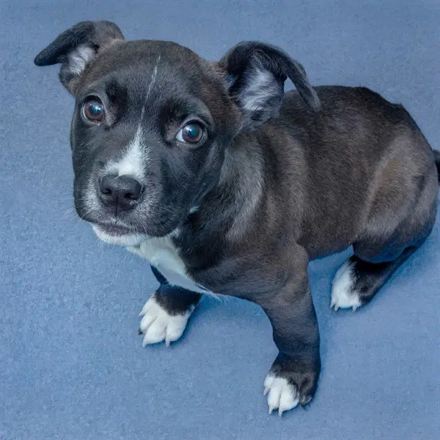Peanut - Pit Bull Terrier