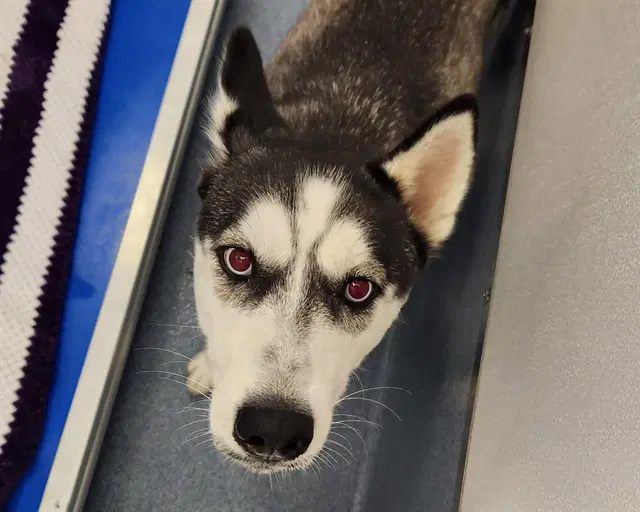 Maze - Siberian Husky