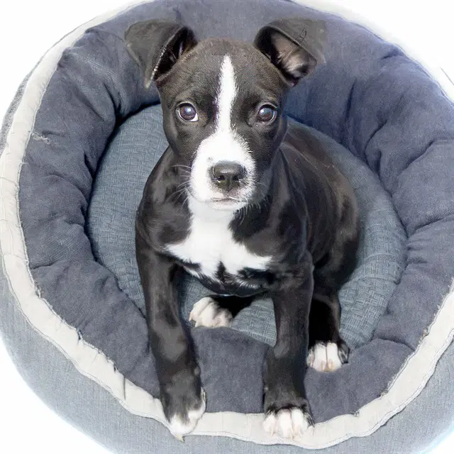 Pibb - Pit Bull Terrier