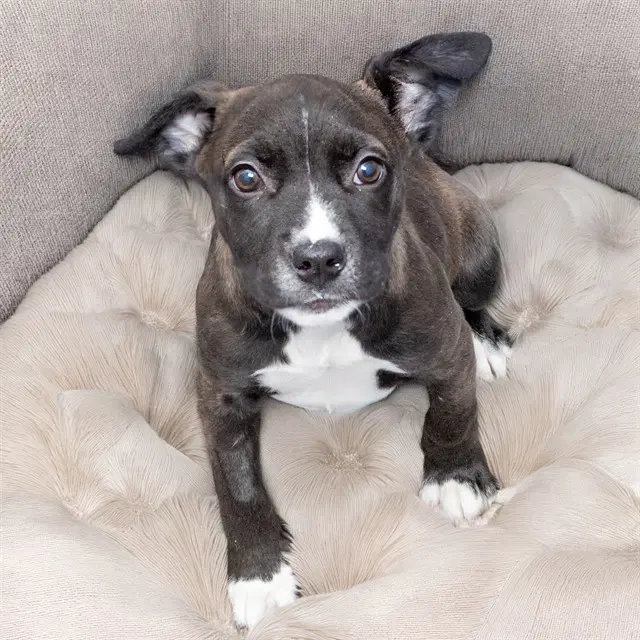 Polly - Pit Bull Terrier