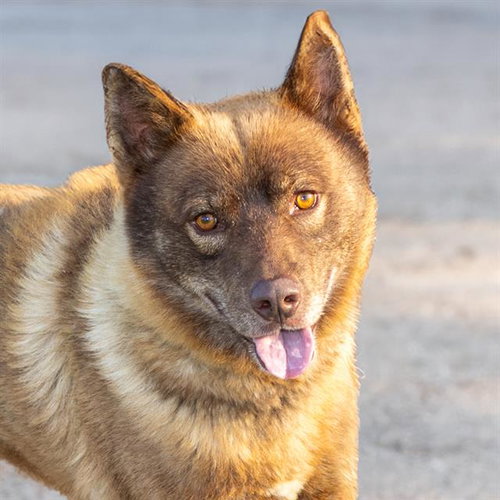 picture of the dog needing adoption
